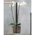 BACSAC for Hanging (POT SUSPENDU 10L)