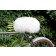 Moumoute Bike Seat Cover - UK White Sheepskin